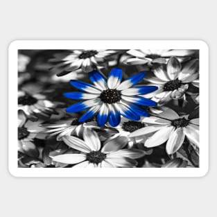 Blue Senetti Sticker